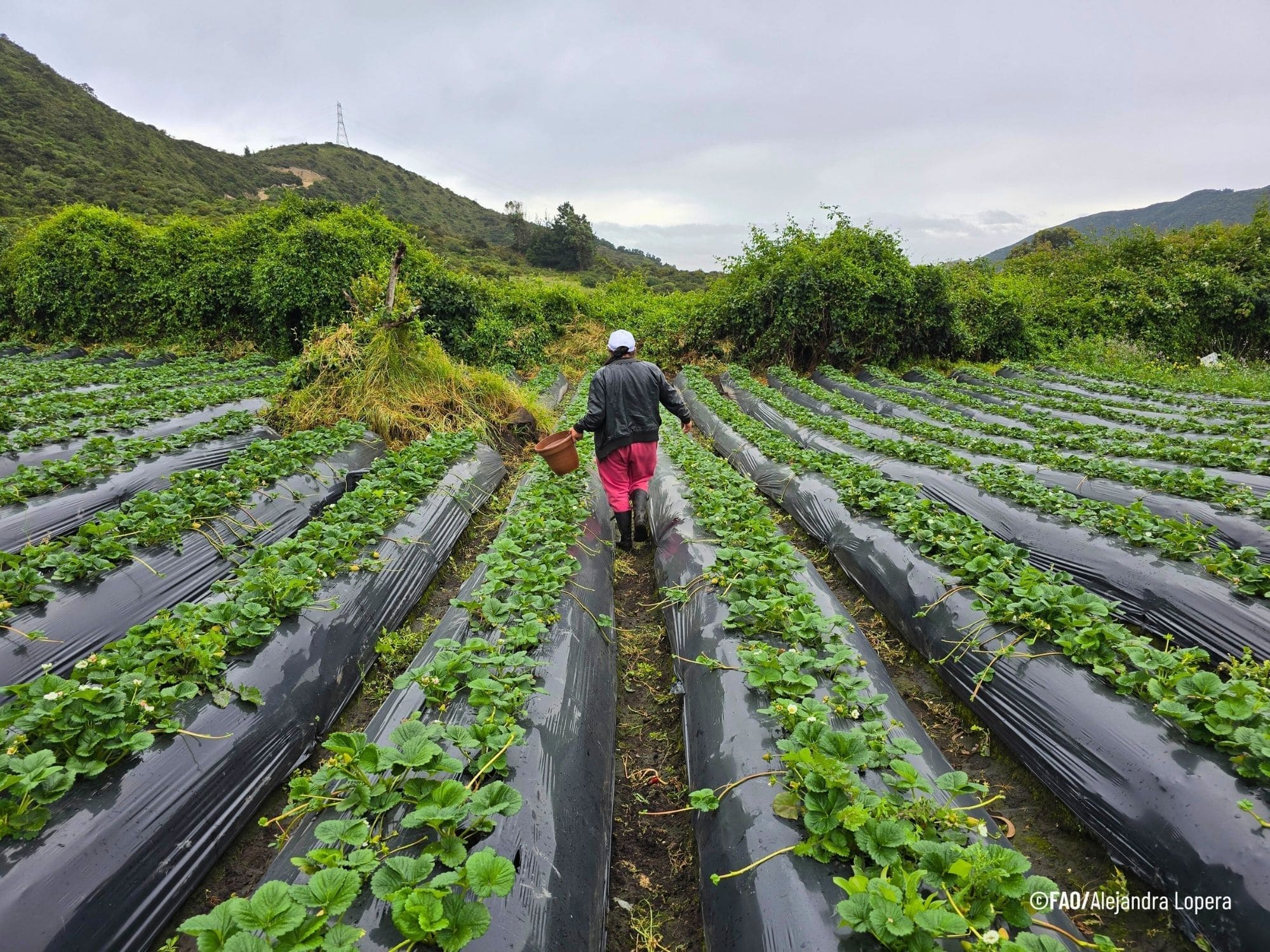 Del surco a la mesa: el camino hacia un sistema agroalimentario justo en Bogotá-Cundinamarca