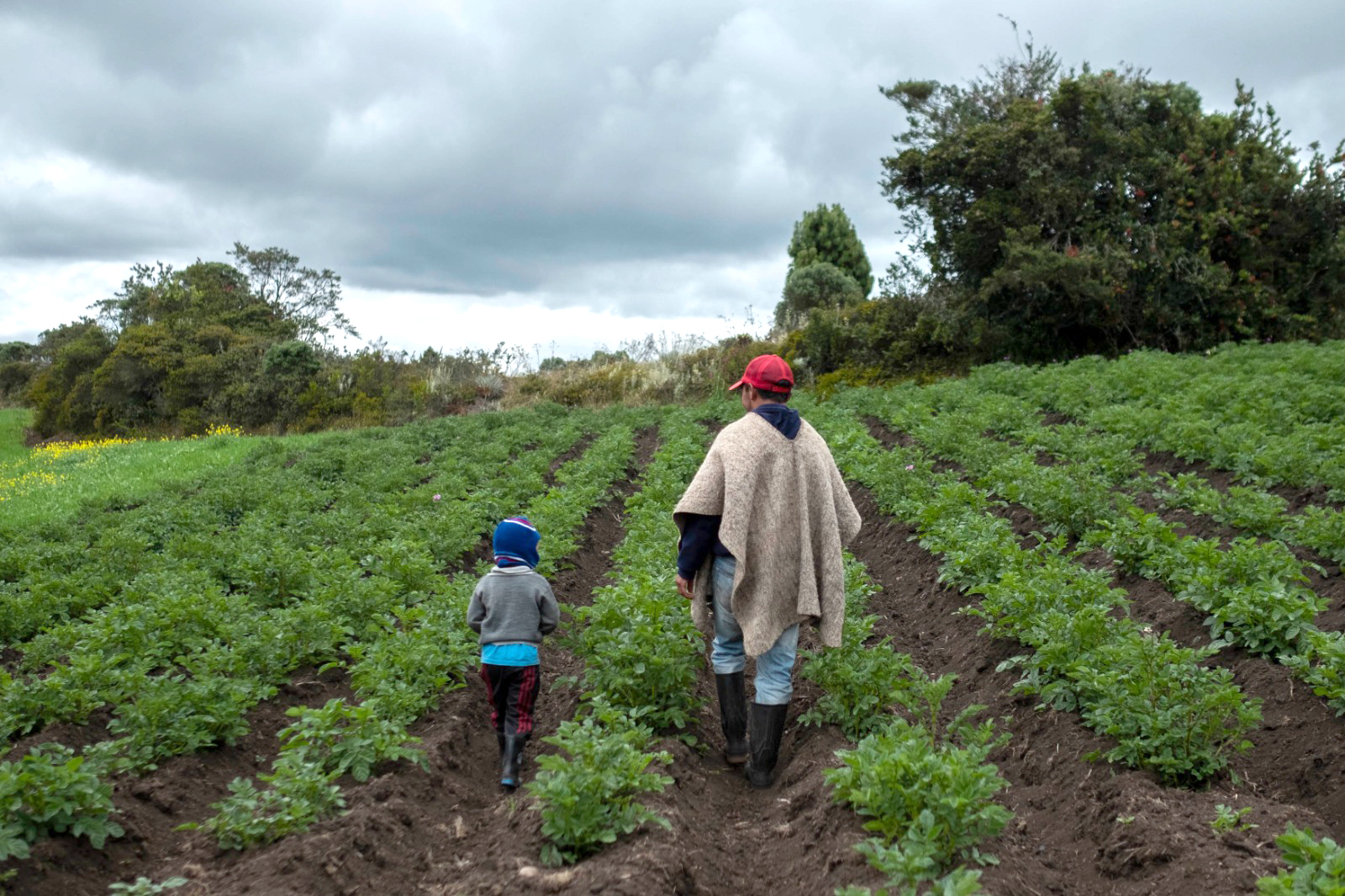 En consulta pública, proyecto para definir actividades agropecuarias sostenibles en páramos